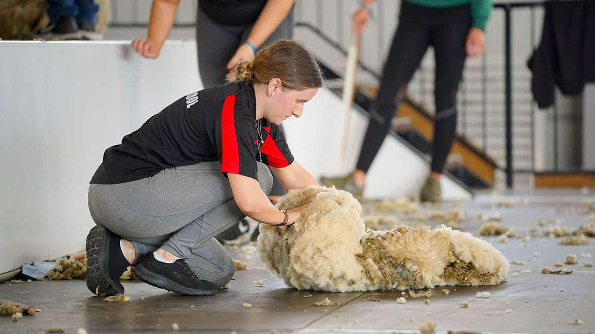 Sheep Shearing