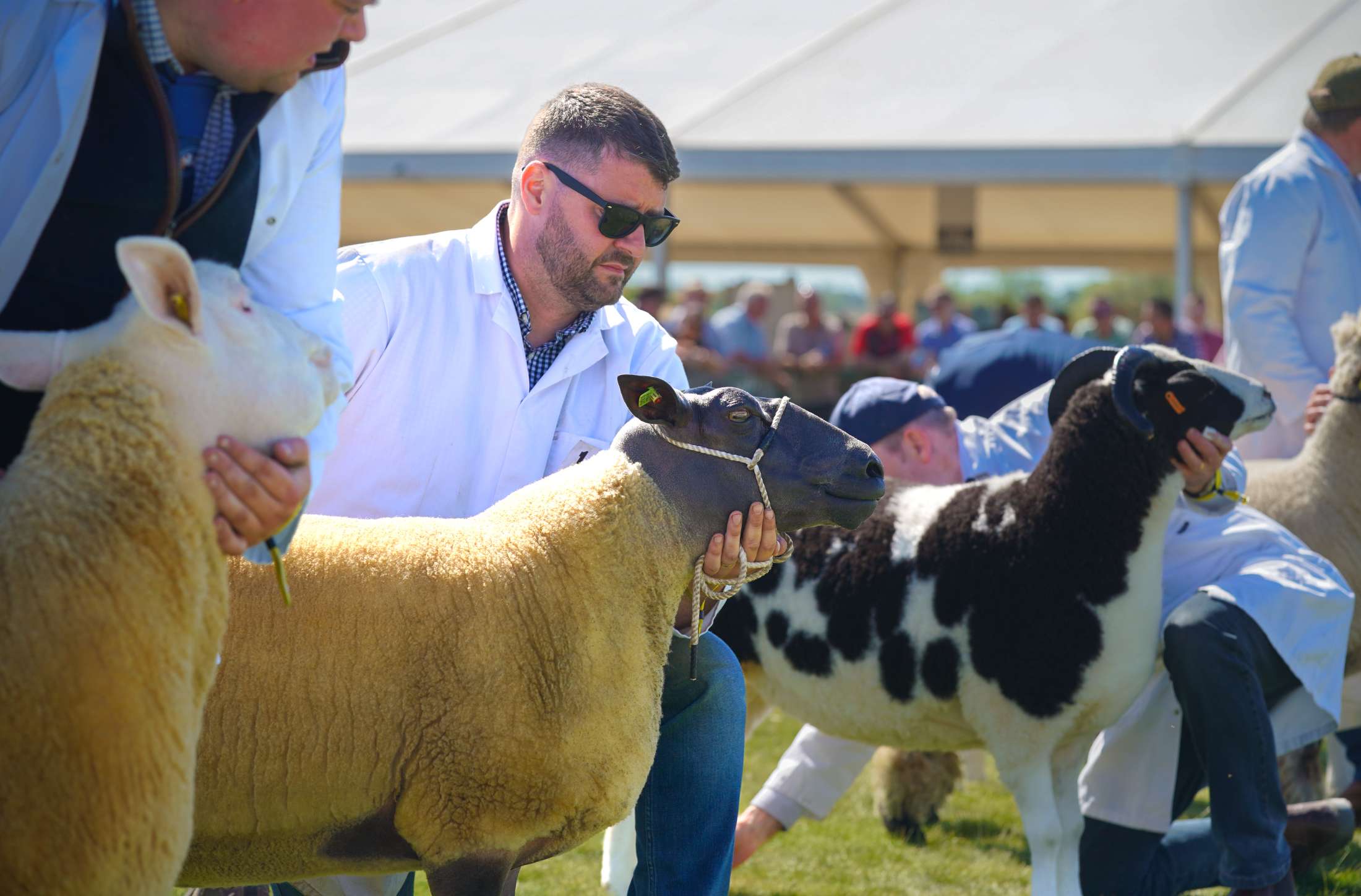 New Sponsors Flock to Show