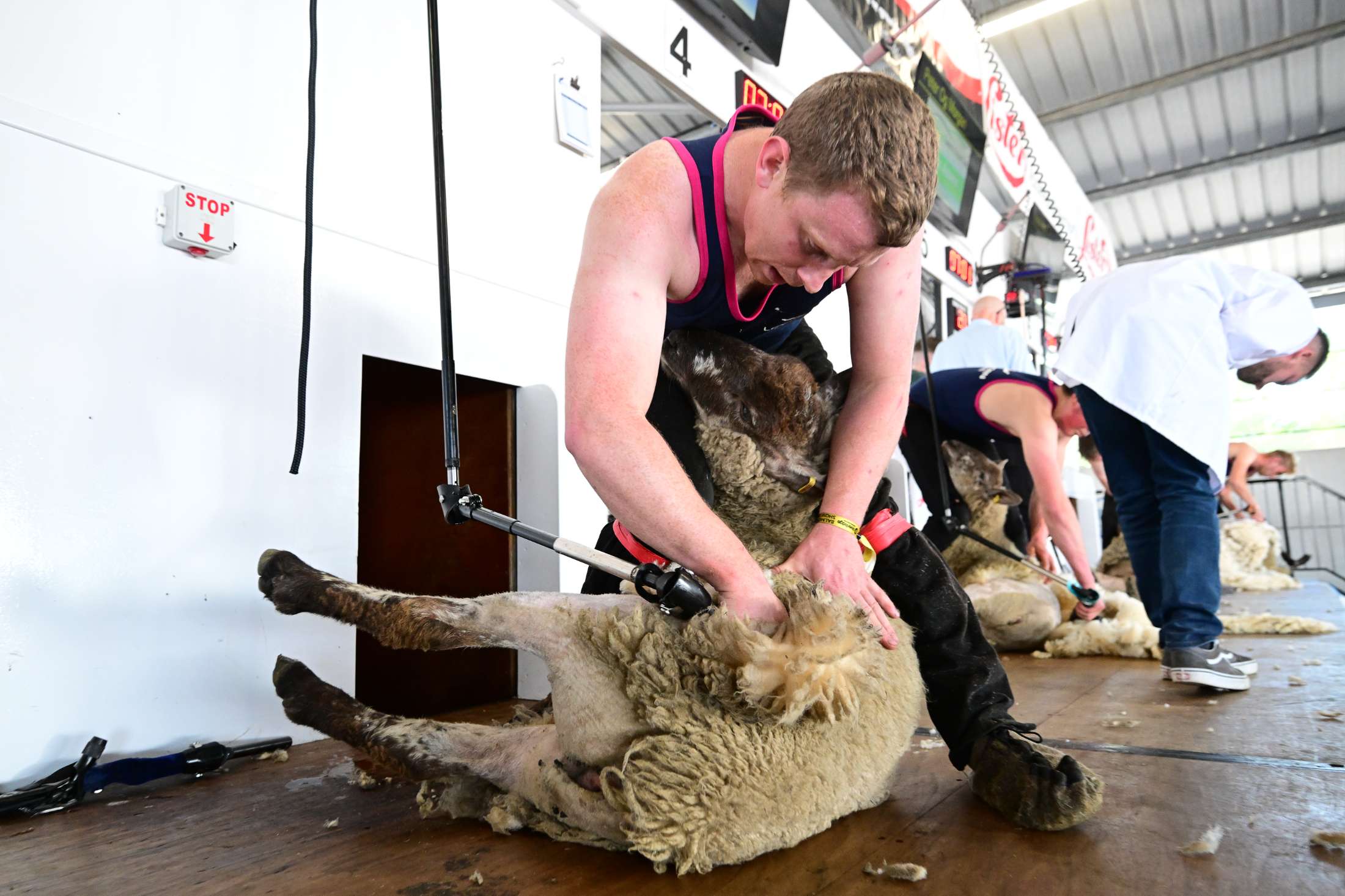 news-bs25-gripping-sheep-shearing.jpg