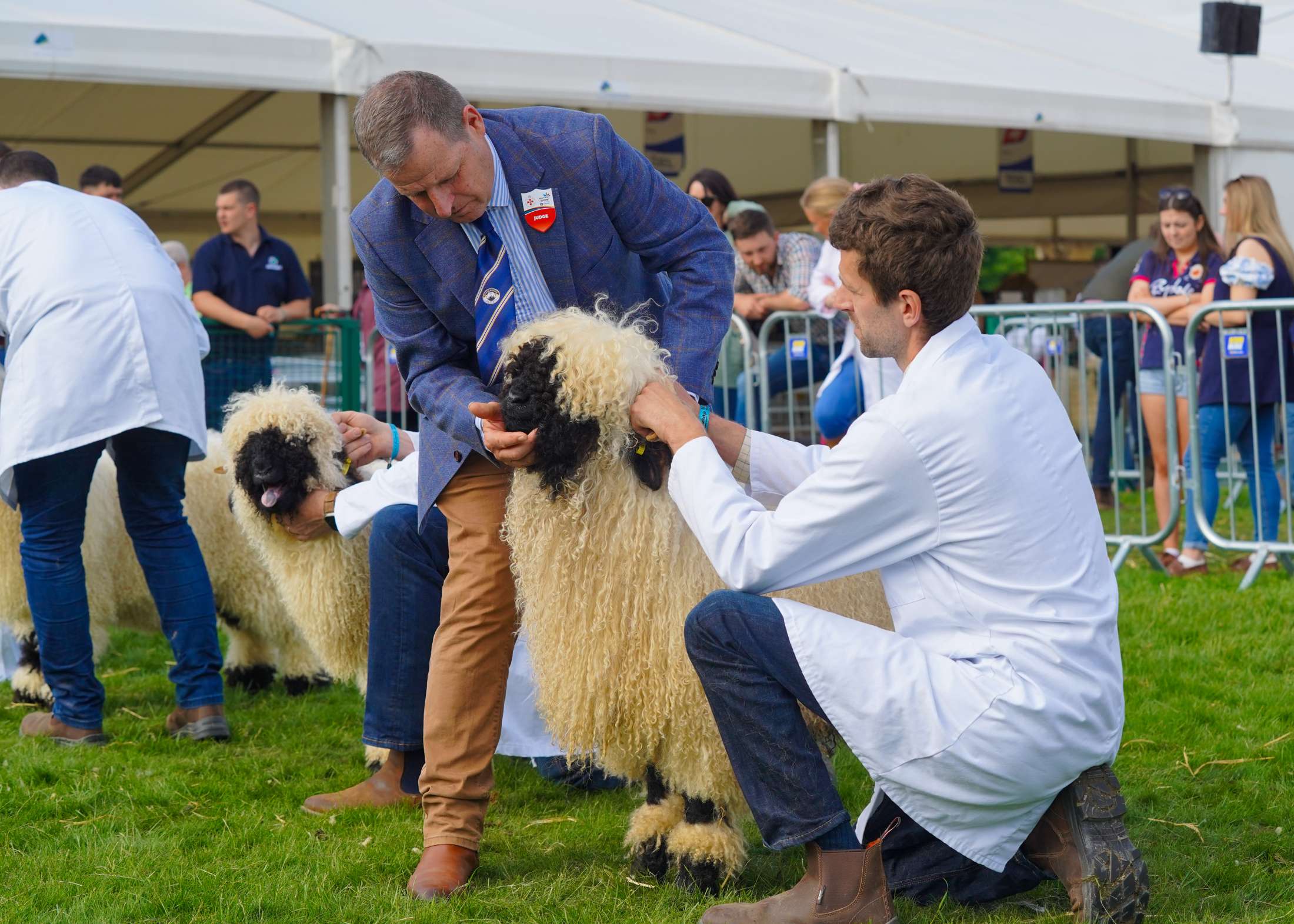 Balmoral Show Judges Announced for 2025